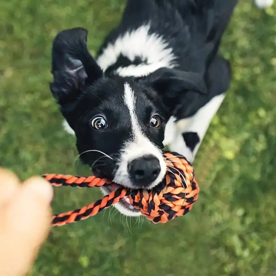 Durable Dog Chew Toys For Dental Health And Active Play