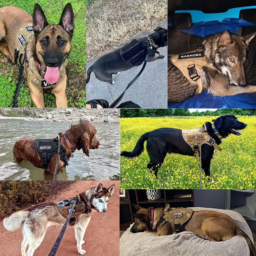 PetraVel Padded Quick Release Nylon Dog Harness And Leash Set