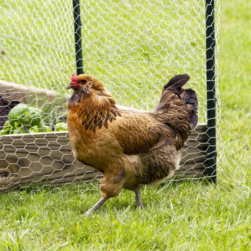Galvanized Chicken Wire Poultry Netting For Garden And Animal Enclosures