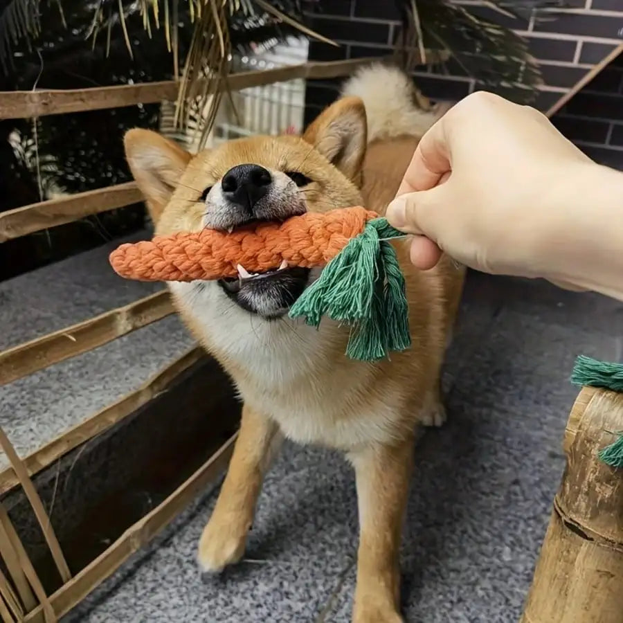 Durable Dog Chew Toys For Dental Health And Active Play